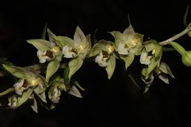Attēlu rezultāti vaicājumam “Epipactis helleborine”