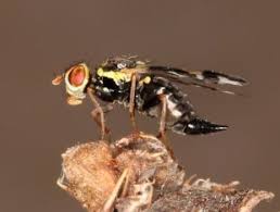 Attēlu rezultāti vaicājumam “Urophora cardui”