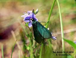 Attēlu rezultāti vaicājumam “Adscita statices”