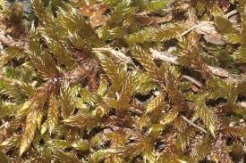 Attēlu rezultāti vaicājumam “Hypnum cupressiforme var. lacunosum”