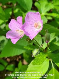 Attēlu rezultāti vaicājumam “Geranium sylvaticum bud”