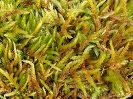 Attēlu rezultāti vaicājumam “Hypnum cupressiforme sporophyte”