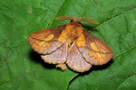 Attēlu rezultāti vaicājumam “Euthrix potatoria imago”