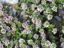 Attēlu rezultāti vaicājumam “Glaux maritima leaf”