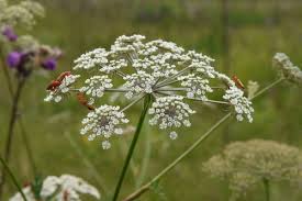 Attēlu rezultāti vaicājumam “Peucedanum palustre leaf”
