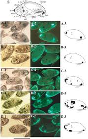Attēlu rezultāti vaicājumam “Phronia sp. larva”