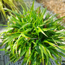 Attēlu rezultāti vaicājumam “Luzula pilosa leaf”