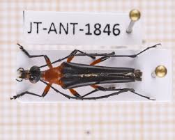 Attēlu rezultāti vaicājumam “Strangalia attenuata”