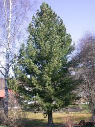 Attēlu rezultāti vaicājumam “Pinus peuce”