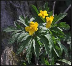 Attēlu rezultāti vaicājumam “Anemone ranunculoides”