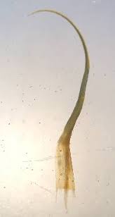 Attēlu rezultāti vaicājumam “Polytrichastrum pallidisetum”