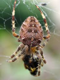 Attēlu rezultāti vaicājumam “Araneus diadematus juvenile”