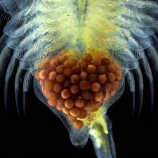 Attēlu rezultāti vaicājumam “Didymium crustaceum macro”