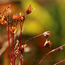 Attēlu rezultāti vaicājumam “Luzula pilosa bud”