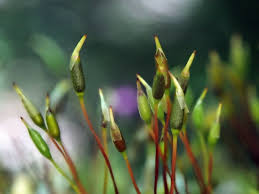 Attēlu rezultāti vaicājumam “Pylaisia polyantha”
