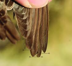 Attēlu rezultāti vaicājumam “Muscicapa striata”