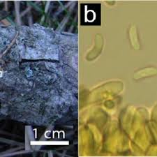 Attēlu rezultāti vaicājumam “Diplomitoporus flavescens”