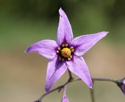 Attēlu rezultāti vaicājumam “Solanum dulcamara flower”