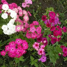 Image result for Phlox drummondii