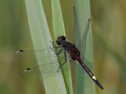 Attēlu rezultāti vaicājumam “Leucorrhinia”