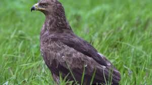 Attēlu rezultāti vaicājumam “Aquila pomarina”