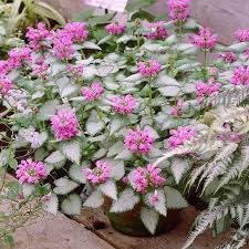 Attēlu rezultāti vaicājumam “Lamium maculatum”