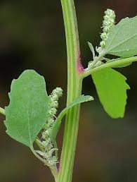Image result for Chenopodium album