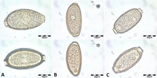 Attēlu rezultāti vaicājumam “Erinaceus sp.”