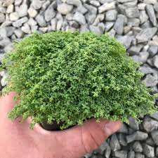 Attēlu rezultāti vaicājumam “Arenaria procera”