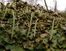Attēlu rezultāti vaicājumam “Lophozia laxa”