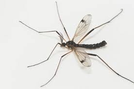 Attēlu rezultāti vaicājumam “Dictenidia bimaculata”