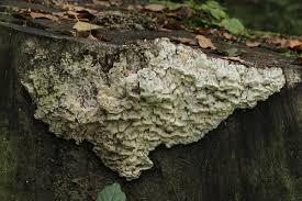 Attēlu rezultāti vaicājumam “Antrodia xantha”