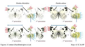 Attēlu rezultāti vaicājumam “Pontia edusa underside”