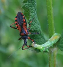 Attēlu rezultāti vaicājumam “Rhynocoris annulatus imago”