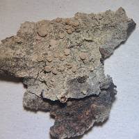 Attēlu rezultāti vaicājumam “Lecanora albella”