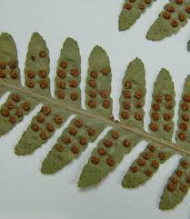 Attēlu rezultāti vaicājumam “Dryopteris filix-mas”