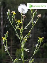 Attēlu rezultāti vaicājumam “Senecio viscosus leaf”
