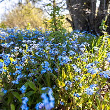 Attēlu rezultāti vaicājumam “Myosotis”