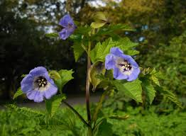 Attēlu rezultāti vaicājumam “Nicandra physalodes”