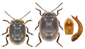 Attēlu rezultāti vaicājumam “Chrysolina sanguinolenta”