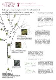 Attēlu rezultāti vaicājumam “Hypnum cupressiforme var. filiforme”