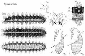 Attēlu rezultāti vaicājumam “Spiris striata”
