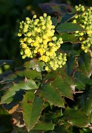 Attēlu rezultāti vaicājumam “Mahonia aquifolium bud”