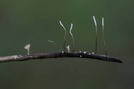 Attēlu rezultāti vaicājumam “Typhula erythropus”