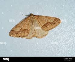 Attēlu rezultāti vaicājumam “Agriopis marginaria”