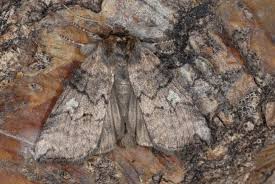 Attēlu rezultāti vaicājumam “Tethea or”