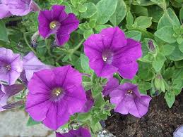 Image result for Petunia hybrida