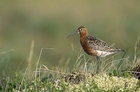 Attēlu rezultāti vaicājumam “Calidris ferruginea adult”