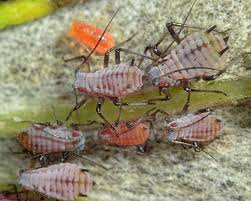 Attēlu rezultāti vaicājumam “Macrosiphoniella absinthii”