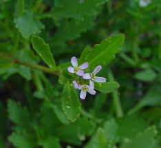 Attēlu rezultāti vaicājumam “Cakile maritima subsp. baltica flower”